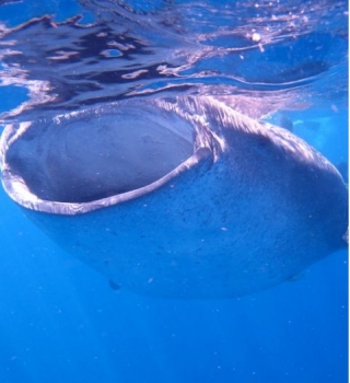 El espectacular tiburon ballena